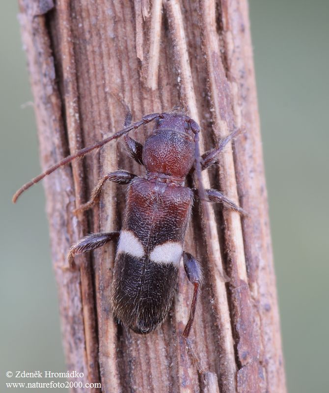 tesařík, Phymatodes fasciatus (Villers, 1789) , Callidiini, Cerambycidae (Brouci, Coleoptera)